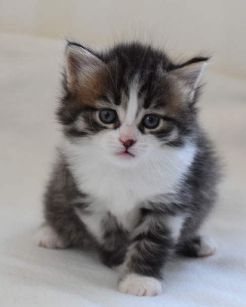 sibirisk katt Europa