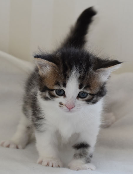 sibirisk kattunge Electra
