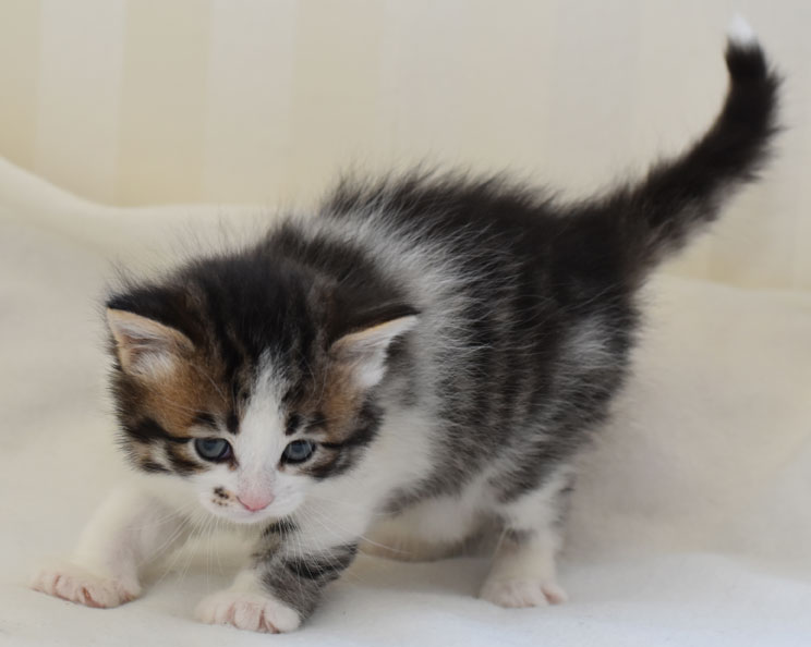 sibirisk kattunge Electra
