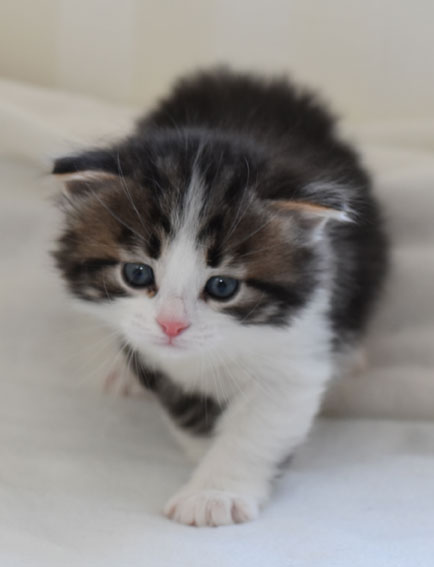Sibirisk kattunge Elliot