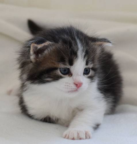 sibirisk kattunge Elliot