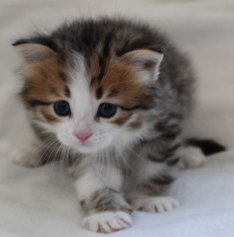 sibirisk kattunge Elara