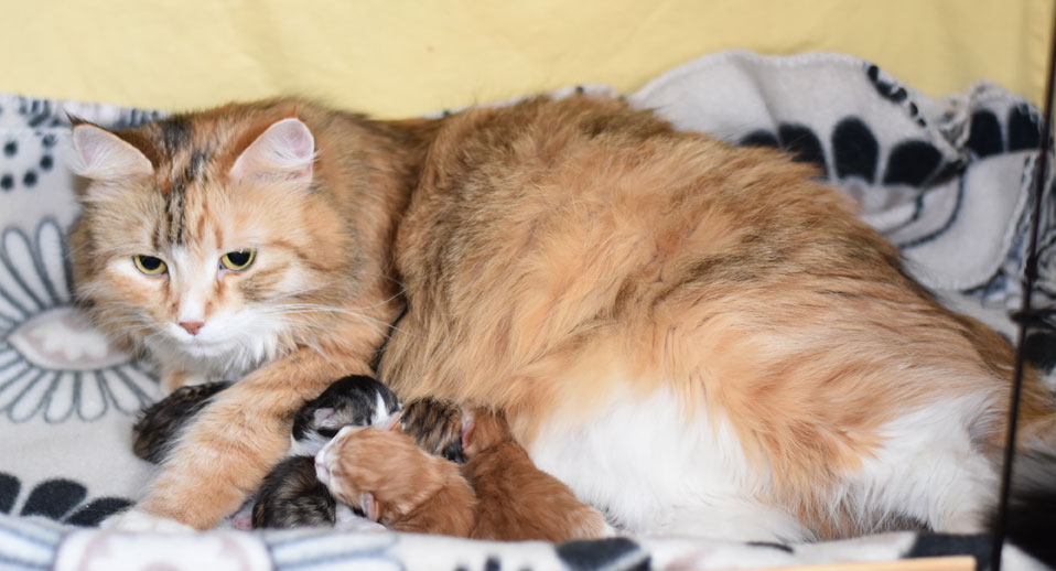 sibirisk katt Dani med gg-kull