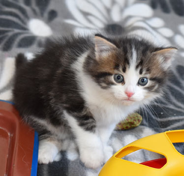 sibirisk kattunge Elliot
