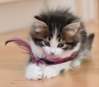sibirisk kattunge Elliot