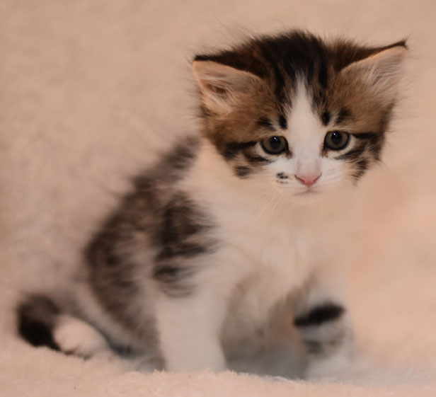 sibirisk kattunge Electra