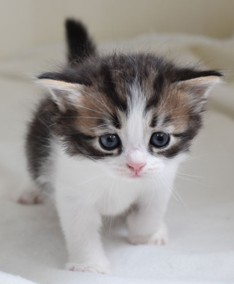 sibirisk kattunge Fink