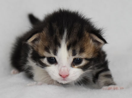 sibirisk kattunge Galina