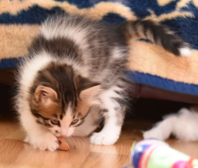 sibirisk kattunge Electra