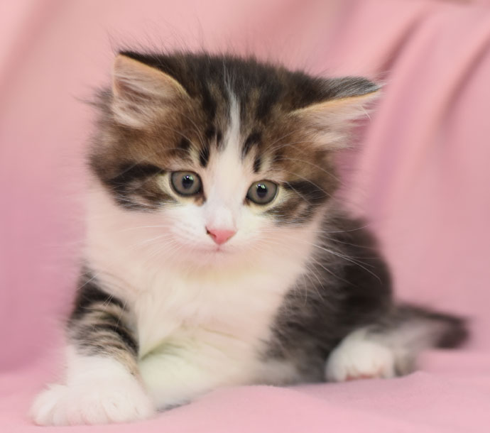 sibirisk kattunge Elliot