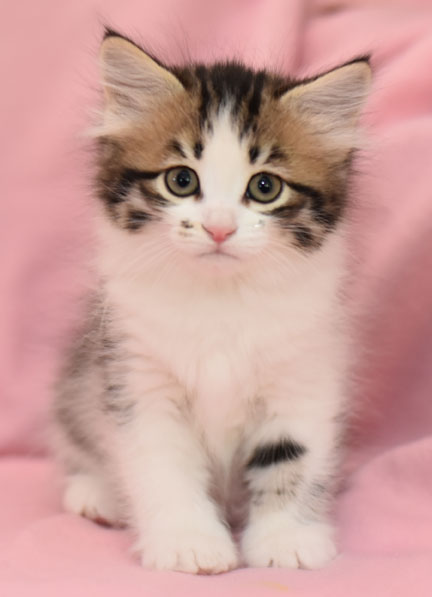 sibirisk kattunge Electra