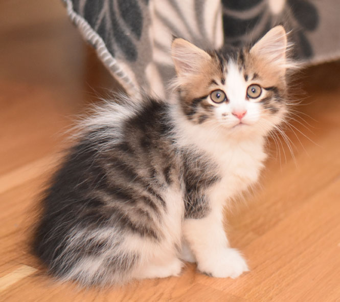 sibirisk kattunge Electra