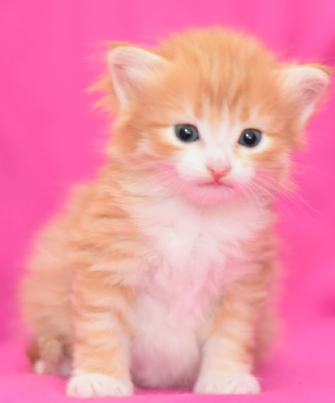 sibirisk kattunge Gryphon