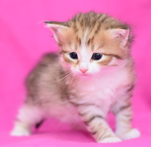 sibirisk kattunge Galileo