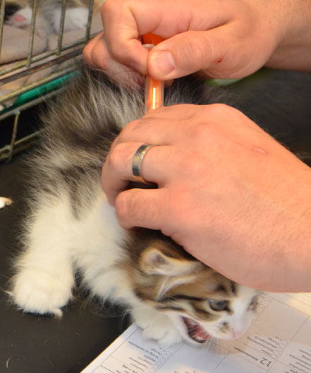 sibirisk kattunge Electra