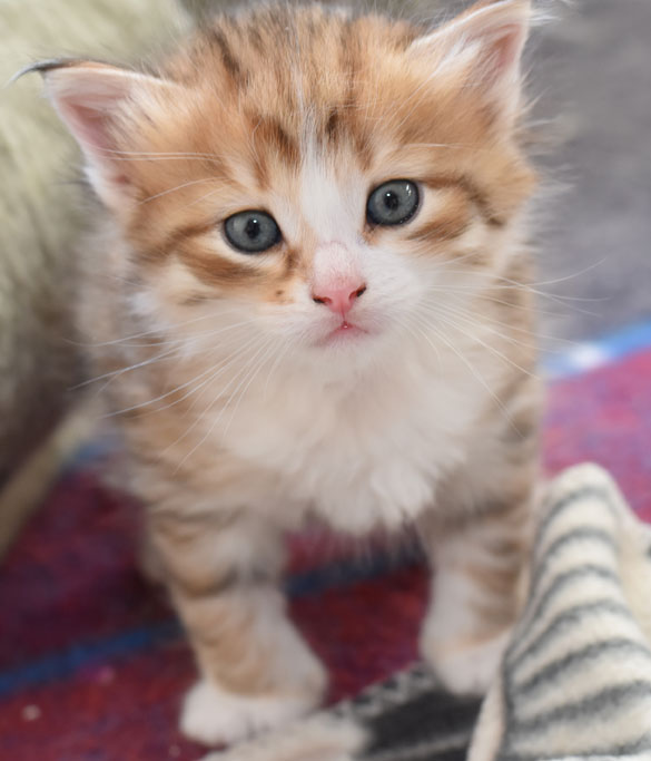 sibirisk kattunge Galileo