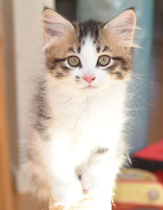 sibirisk kattunge Electra