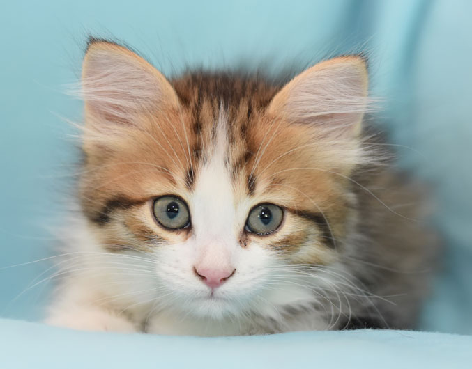 sivirisk kattunge Elara