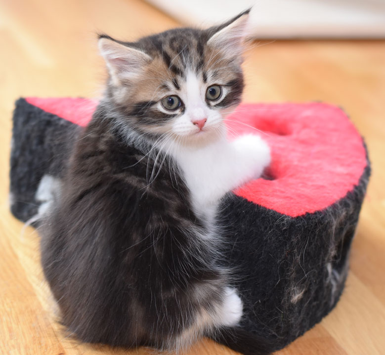 sibirisk kattunge Fink