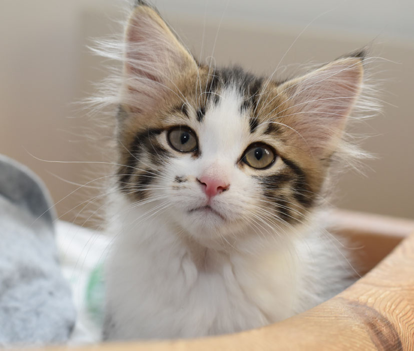sibirisk kattunge Electra