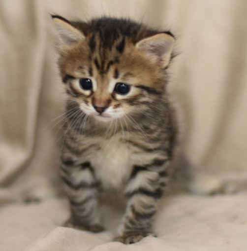 sibirisk katt Hektor