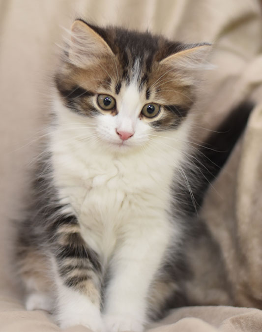 sibirisk kattunge Elliot