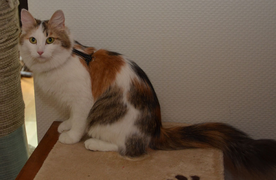 sibirisk katt Tracie
