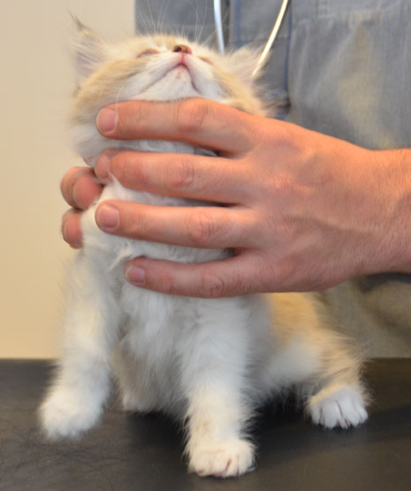 sibirisk kattunge Frigga