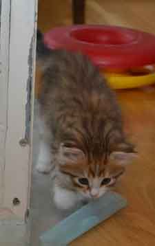 sibirisk kattunge