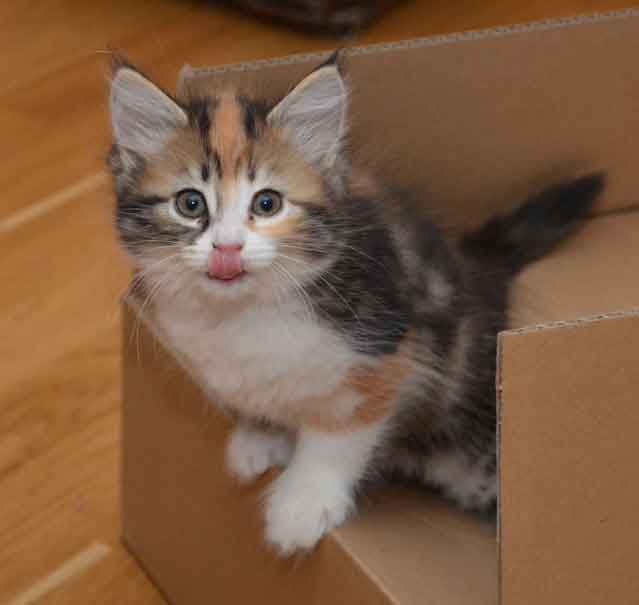sibirisk katt Flora
