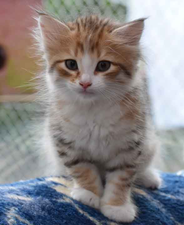 sibirisk kattunge Galileo