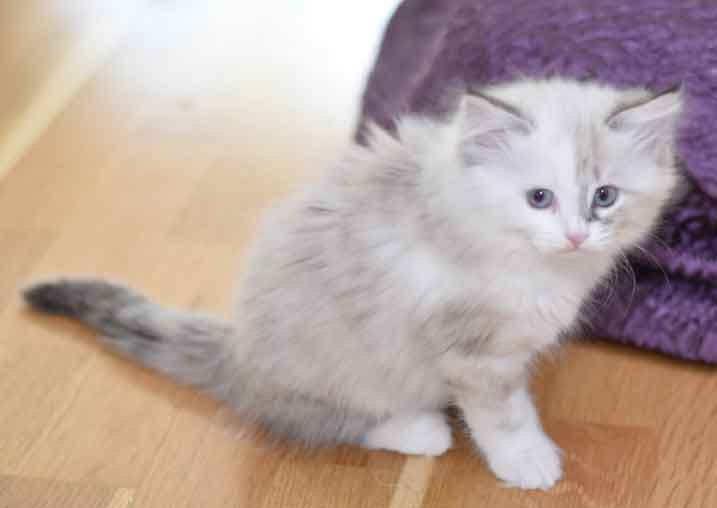 sibirisk kattunge
