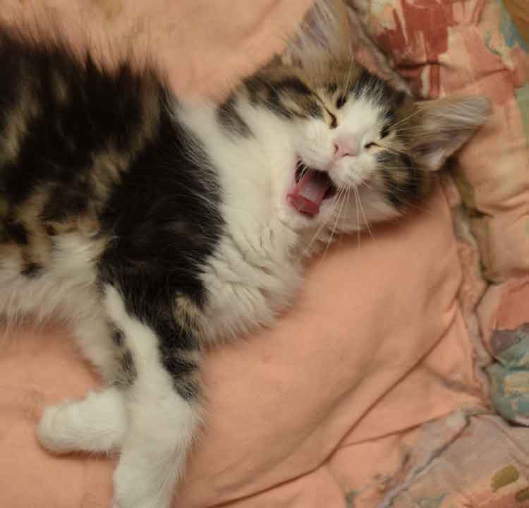 sibirisk kattunge Elliot