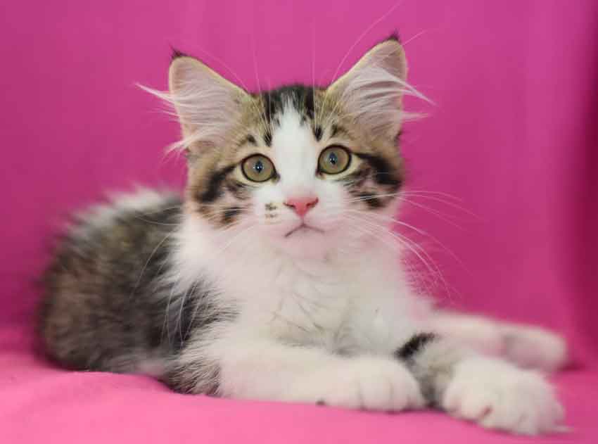 sibirisk kattunge Electra