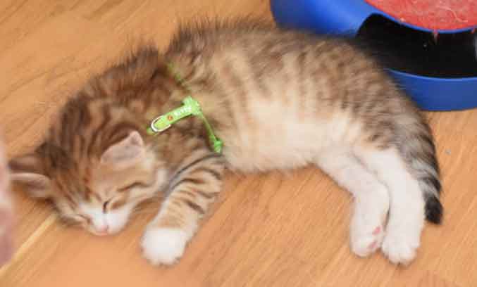 sibirisk kattunge Galileo