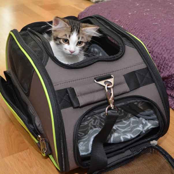 Sibirisk kattunge Electra