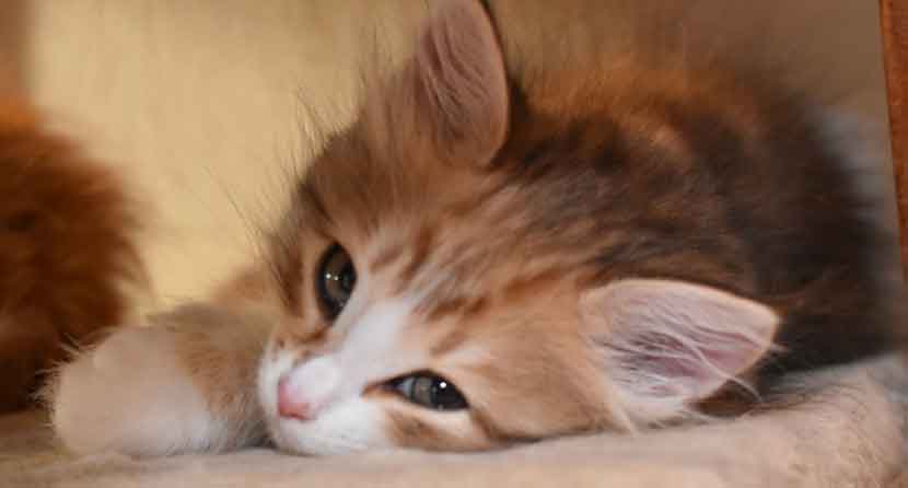 sibirisk kattunge Galileo