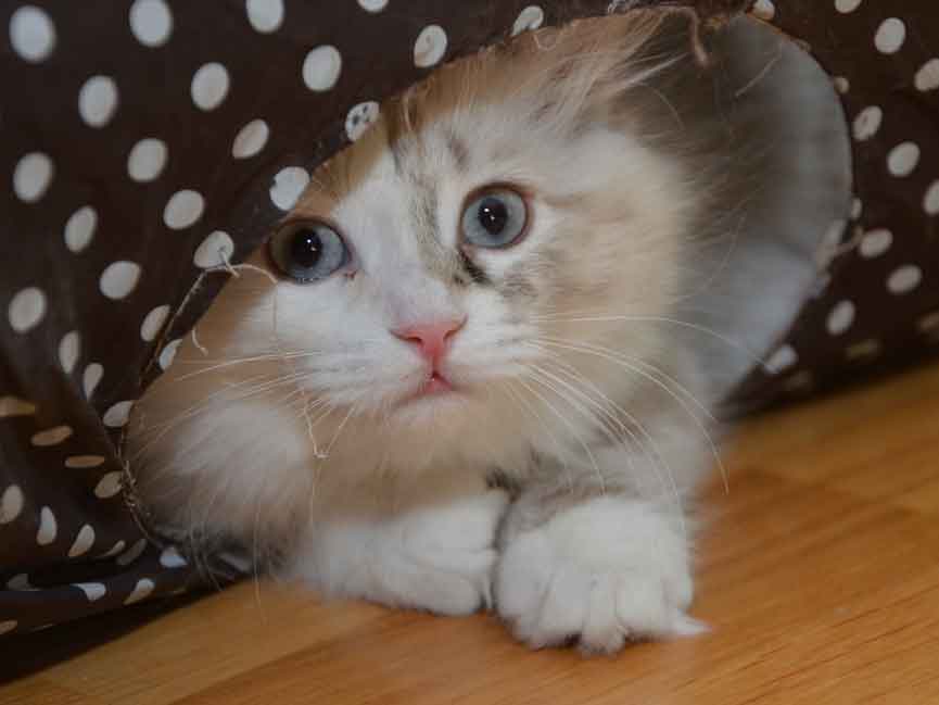 neva masquerade kattunge Frieda
