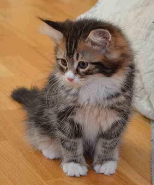 sibirisik katt Fox
