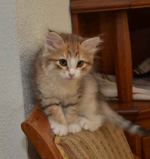 sibirisk kattunge Galileo