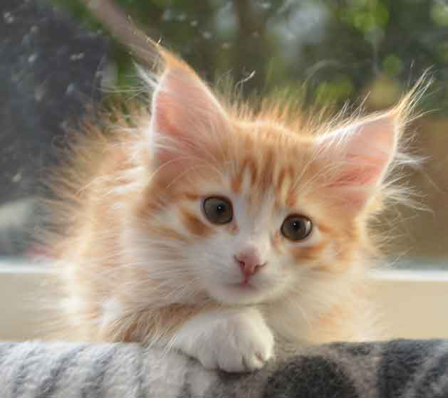 sibirisk kattunge Gryphon