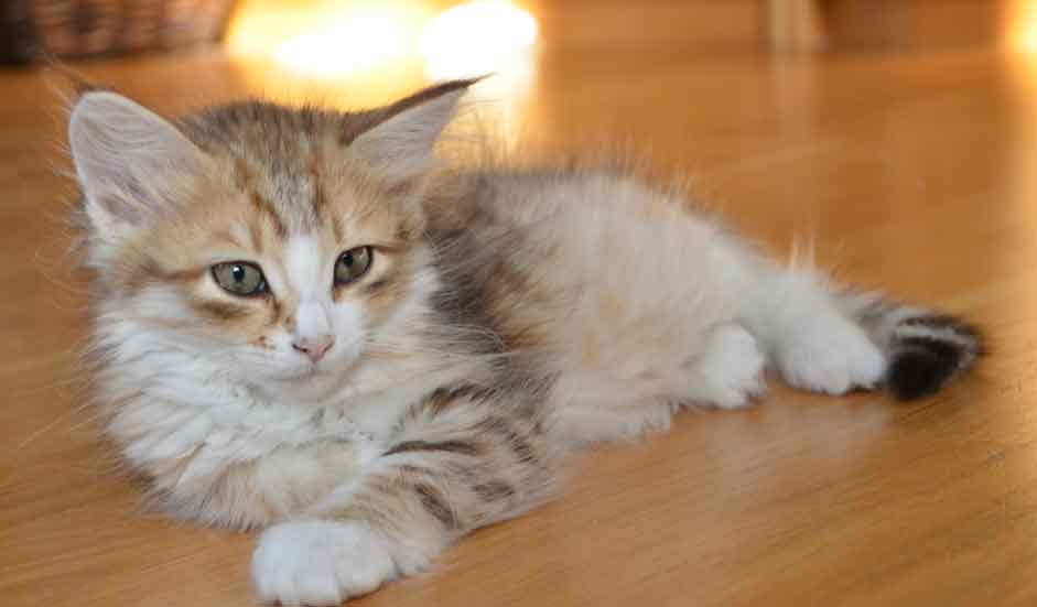 sibirisk kattunge Galileo