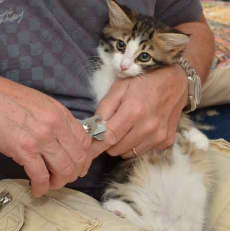 Sibirisk katt Galina