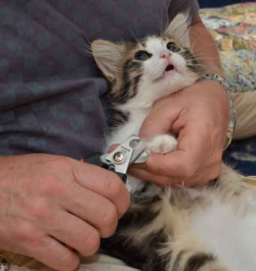 Sibirisk katt Galina