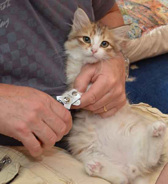 Dibirisk kattunge Galileo