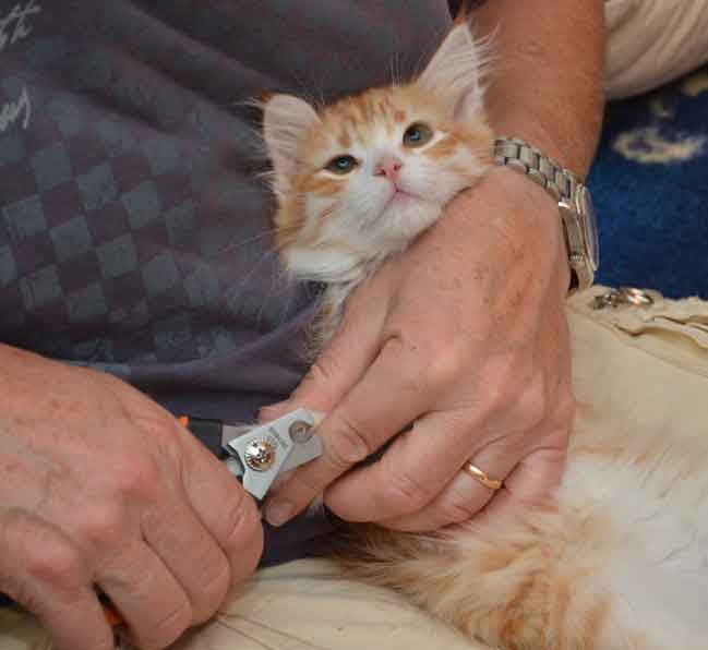 sibirisk kattunge Gryphon