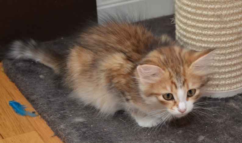 sibirisk kattunge Galileo