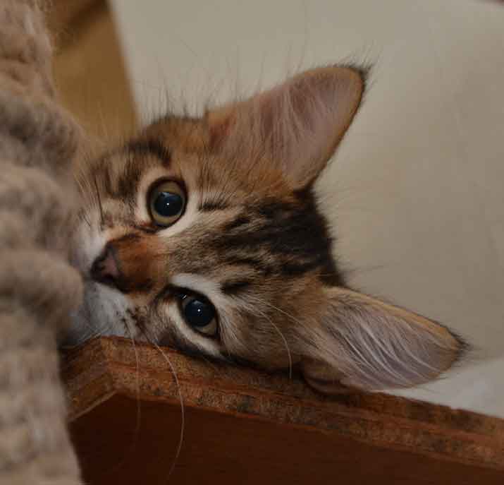 sibirisk katt Hektor