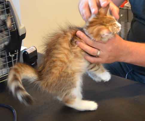 sibirisk kattunge Galileo