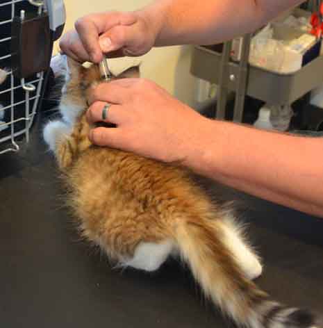 sibirisk kattunge Galileo